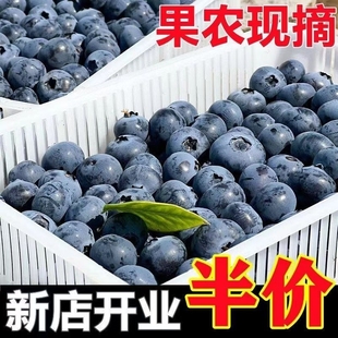 云南蓝莓新鲜水果当季整箱蓝梅鲜果现摘高山怡颗孕妇70g单盒