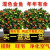 金鱼花吊兰盆栽耐寒耐热植物办公室内客厅花卉吸甲醛好养易活绿植