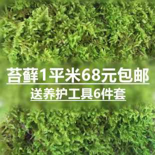 园林庭院景观苔藓盆栽绿植铺面，植物墙野生青苔，大灰藓1平方米平方米