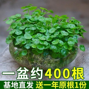 铜钱草水培植物盆栽室内小绿植花卉水养金钱草籽水生四季好养带叶