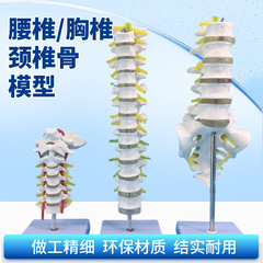 人体脊柱模型成人1：1比例自然大脊椎模型带颈椎胸椎尾椎骨骼模型