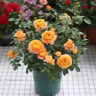 玫瑰花苗特大花带花苞花卉绿植物，四季室内外庭院阳台盆栽月季蔷薇