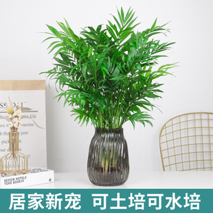 水培植物袖珍椰子盆栽，凤尾竹富贵椰子，绿植客厅办公室桌面好养绿植