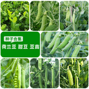 荷兰豆种籽蔬菜豌豆种子四季豌豆苗菜种孑阳台庭院春季农家豆种籽