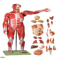 18302/1人体全身肌肉解剖模型78CM人体肌肉模型100个标识