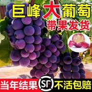 巨峰葡萄树苖阳光玫瑰果树苗盆栽南北方耐寒无籽四季种植庭院爬藤