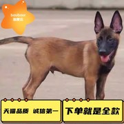 马犬幼犬纯种活体军犬警犬爆黑红马犬幼崽看家护院犬大型狼狗