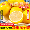 四川安岳黄柠檬(黄柠檬)新鲜皮薄，多汁一二三级奶茶店专用商用香柠檬青