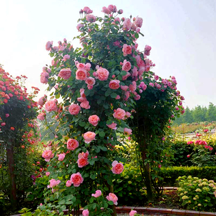 惠惠的花园藤本爬藤月季花苗小苗四季开花舍农索城堡的女人们玫瑰