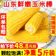鲜嫩玉米棒现摘现发山东老式黄玉米(黄玉米)农家笨玉米5斤新鲜带皮生玉米