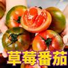 水果番茄草莓柿子，铁皮绿腚西红柿口感番茄秧苗，四季盆栽掌柜