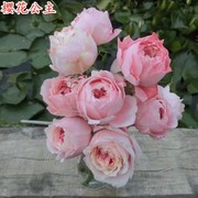 樱花公主月季花苗玫瑰四季开花包子多头阳台庭院花园盆栽植物花卉