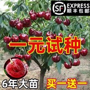 车厘子树苗樱桃树苗南方北方种植盆栽庭院果树矮化大樱桃苗樱桃树