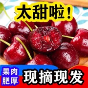 现摘现发当季新鲜水果山东烟台大樱桃孕妇现摘整箱