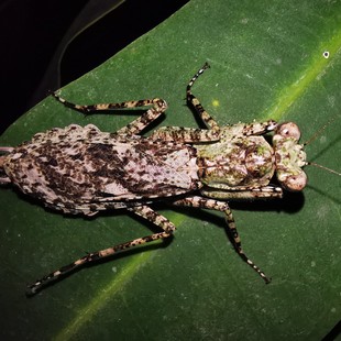 森林野人石纹树皮，螳螂螳螂活体摄影昆虫另类宠物昆虫