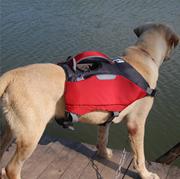 宠物游泳衣狗狗自背包大中型犬救生衣金毛大浮力两用背包式泳衣