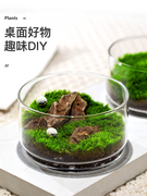 苔藓微景观盆栽生态玻璃瓶奇趣创意DIY植物小盆景桌面好养绿植