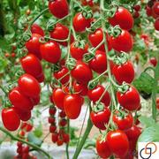 甜红圣女果种子特甜无酸瀑布小番茄种子庭院阳台盆栽四季水果种子