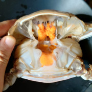 约1斤1只 鲜活满黄母梭子蟹 北京闪送 膏蟹超大母飞螃蟹海蟹