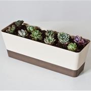 多肉花盆带托盘长方形植物，花器肉肉花盆长条，创意简约塑料种植容器