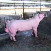原种太湖母猪新美系杜洛克种公z猪纯种长白二元大约克母猪仔猪活