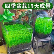 生态玻璃鱼缸水草种子桌面，植物造景草g盆，客厅家用装饰水培真草套