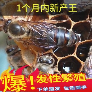 『爆发性繁殖』中蜂王良种，高产蜜开产双色阿坝土蜂本地处女王