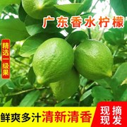 广东香水柠檬9斤新鲜一级果应当季水果海南无籽青柠檬奶茶店专用3