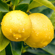 安岳柠檬新鲜皮薄中果生鲜水果黄柠檬黄柠鲜果5斤奶茶店专用