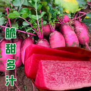 紫美人凤梨水果萝卜种子紫色红心籽种阳台盆栽蔬菜种籽孑子红罗卜