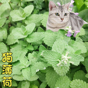 猫薄荷种子春夏秋季四季芳香植物种籽香草阳台盆栽庭院花种子猫草