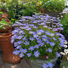 蓝色玛格丽特盆栽多色可选雏菊花室外阳台耐寒花卉花期久蓝玛