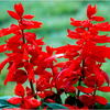 矮生一串红种子盆栽花草矮串红花，种子四季种易活花卉，开花花种籽子