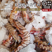 东海野生竹节虾鲜活海鲜水产活虾黑虎虾