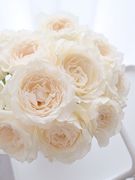 铃兰家美雪公主超浓香，花园玫瑰花苗盆栽，阳台月季大花