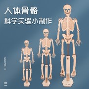科技小制作diy人体骨骼模型 拼装科普器材科学小实验标本教学用具