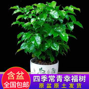 幸福树盆栽桌面绿宝植物四季常青办公室内好养花卉，净化空气吸甲醛