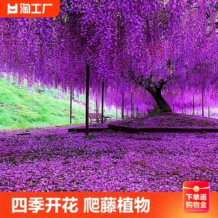 紫藤树苗 攀爬花卉