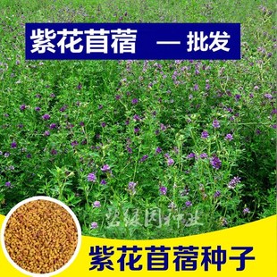 紫花苜蓿草种子 饲料四季南方北方多年生牧草种子芽苗菜