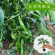 巨型陇椒种子螺丝椒种苗农家种苗大型果辣椒种籽线椒秋冬季蔬菜苗