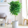幸福树盆栽大型植物客厅，净化空气吸收甲醛北欧好养绿植棒棒糖绿宝