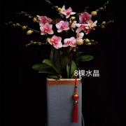 年宵花蝴蝶兰盆栽成品，青岛同城鲜花速递新年礼物，居家装饰开业乔迁