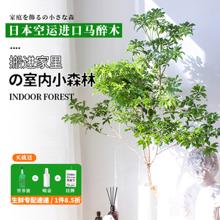 马醉木日本进口水培植物鲜切花客厅水养绿植花卉鲜切枝条吊钟植物