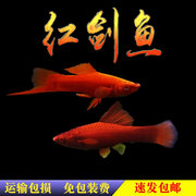 红鱼鱼尾鱼玛丽胎生热带观赏鱼活体淡水混养草缸鱼包活