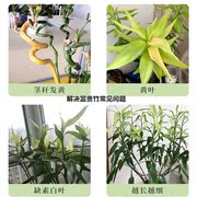 富贵竹专用营养液转运观音竹子水生水培家用水养植物养花肥料通用