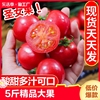 圣女果5斤新鲜水果，柿子自然熟西红柿，千禧小番茄蔬菜