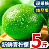 海南重庆安岳现摘青柠檬5斤应当季新鲜水果，现摘小青柠金桔香水柠