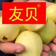 云南腾冲特产水果野生芭乐，5斤新鲜现摘老缅桃傣族果子番石榴