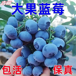 蓝莓树苗果苗南方北方种植盆栽，地栽蓝莓果树苗，当年结果带花苞包活