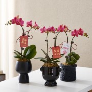 粉色蝴蝶兰花卉年宵花盆栽好养春节送礼氛围摆件室内绿植桌面植物